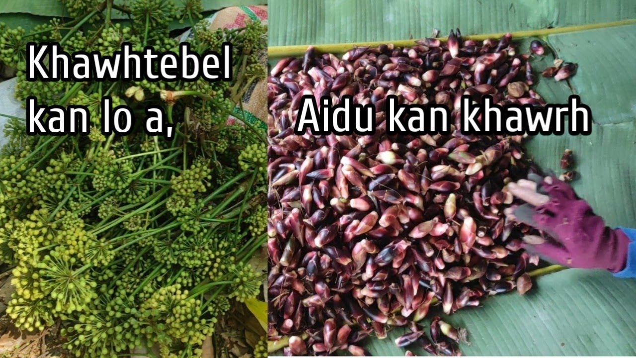 Aidu khawrhin kan zing chhuah.