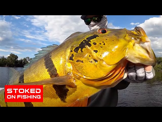 This is the Holy Grail of Peacock Bass Fishing 