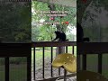 Grateful A Hummingbird Visited Cat Rang Witchy Bells Gratitude Music Nature Cat Bells Cats Grateful A Hummingbird Visited Cat Rang Witchy Bells Gratitude Music Nature Cat Bells Cats