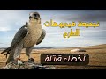 صيد الصقور و الشاهين أخطاء قاتلة أثناء صيد الصقور