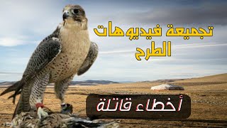 صيد الصقور و الشاهين / أخطاء قاتلة أثناء صيد الصقور