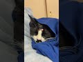 4880 目をつぶって🐱チャー