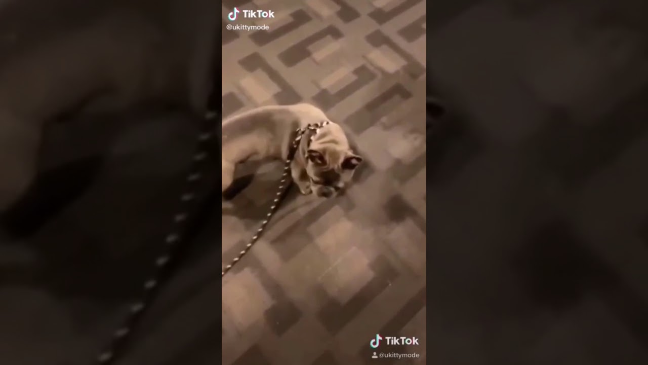 Tiktok compilation animaux 2 YouTube