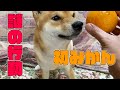 豆柴ふくが初めてみかんを見たときの反応と謎の行動 #60