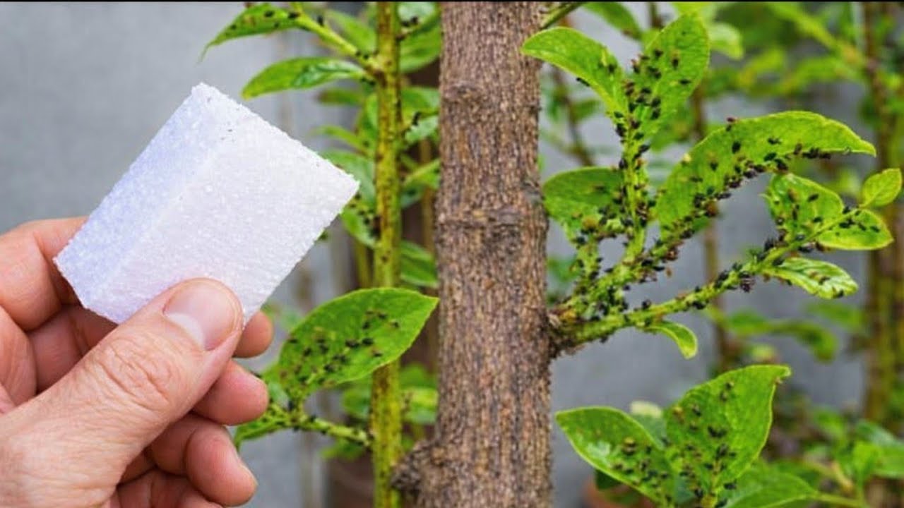 MATA TUDO EM 5 SEGUNDOS lagartas, formiga, pulgão, cochonilha, mosca branca e todas as pragas