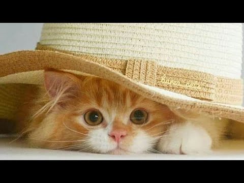 اشها واطعم كبدة الكبدة ومفيدة كبدة الدجاج