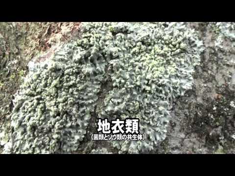 30秒の心象風景8392・樹木に張り付く～地衣類～