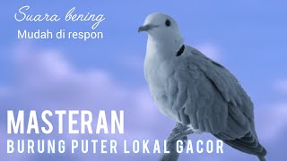 Masteran Burung Puter Lokal Gacor Suara Bening Mudah Di Respon 