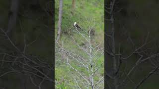 Gavião carrapateiro  #cantodeaves #aves #avesbrasil