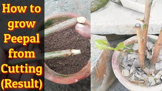 How to grow Peepal from Cutting || Result