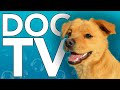 DOG TV - Virtual Beach Walking Adventure Experience! Video For Dogs (EXTENDED)