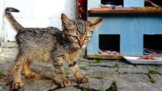 Poor Hungry Kitten Has To Take Medicine to Get Stronger( hungry kitten wants food )Lucky PawsPart 8