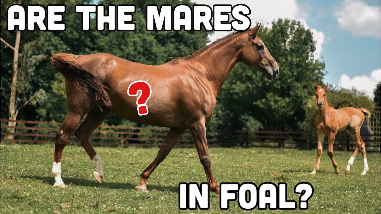 MARE PREGNANCY UPDATES // Highs and Lows of Breeding Horses - YouTube