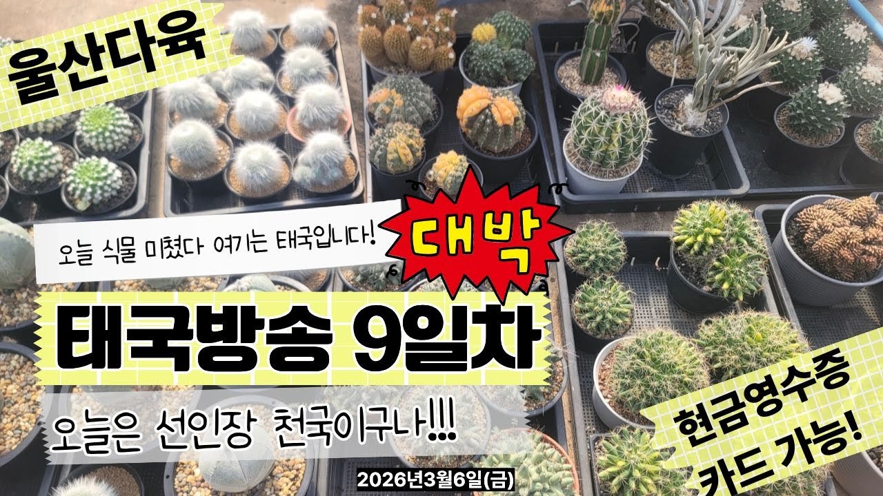 [3월6일 금요일]오늘은 선인장 천국이구나✨🍀💗#울산다육 #유튜브 #라이브#실시간#아프리카식물 #선인장 #다육이 #식물 #실시간방송 #힐링영상 #감성영상 #집꾸미기 #플랜테리어