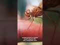 why mosquitoes are officially the deadliest animals on Earth