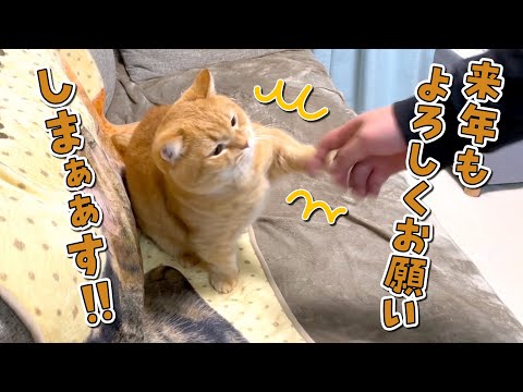 忘年会に来た友人への挨拶が雑すぎる猫が可愛すぎたw【来年もよろしくね】