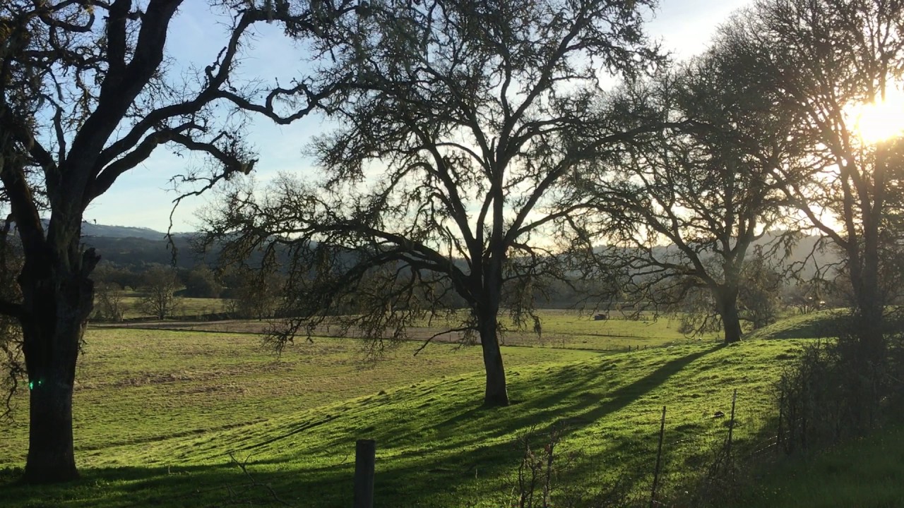 Potter Valley Beauty