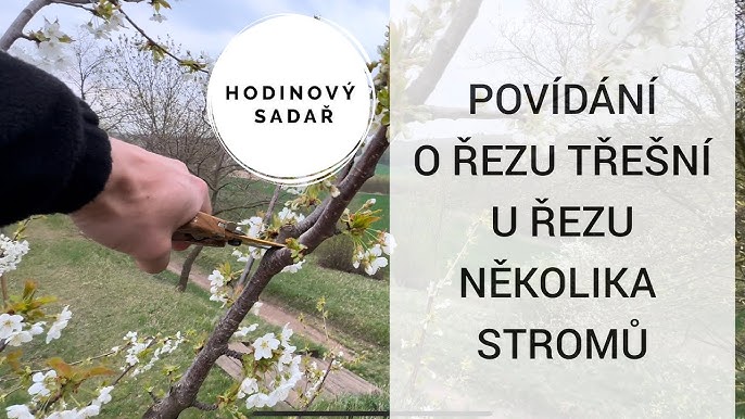Strihani Svestek A Tresni () Strihani Svestek A Tresni
