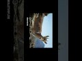 Goat #tutorial #video #photography #photoshop #viralvideo #goat #shortvideo #nature #shorts #short