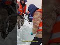 Ice harvesting in Northeast China