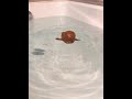 Who can resist a Natasha who can swim? #Natasha #Water toys #Stress relief #Try something new