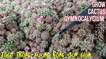 How to separate and grow cactus Gymnocalycium - Tách trồng Xương Rồng đơn giản