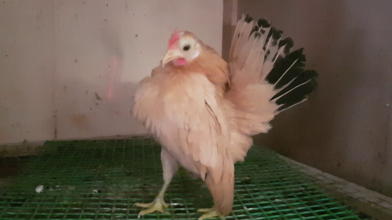 Serama Betina - YouTube