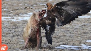 This Wolf Faced the Wrong Bird..It Became the Prey