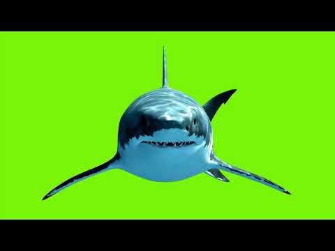 Great White Shark Megalodon on a green screen background (HD EXCLUSIVE)