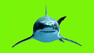 Great White Shark Megalodon on a green screen background (HD EXCLUSIVE)