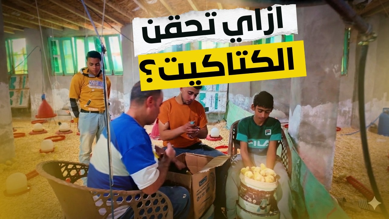 طريقة حقن وتحصين الكتاكيت ؟ - اليوم الثاني..