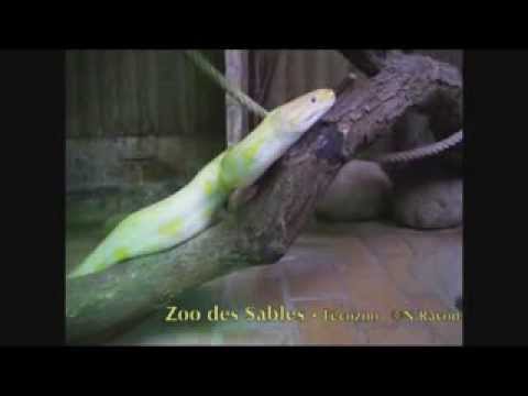 Zoo des Sables d'Olonne - Python albinos (juin 2013)