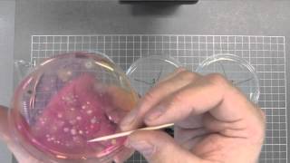 Antibiotica Gezocht! practicum instructievideo week 2