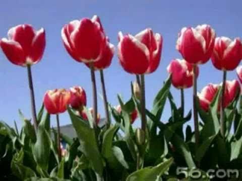 楊林-我是誰