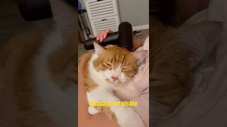 Download Lagu ❤️ massage #meow #animallovers #cute #catlovers #kitten #petlovers #cat #choobie #massage #feline MP3 Download Lagu ❤️ massage #meow #animallovers #cute #catlovers #kitten #petlovers #cat #choobie #massage #feline MP3