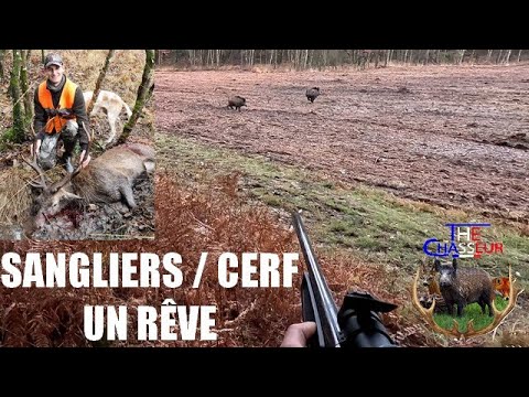 CHASSES AUX CERF et SANGLIERS  1 RVE 1 TIR 