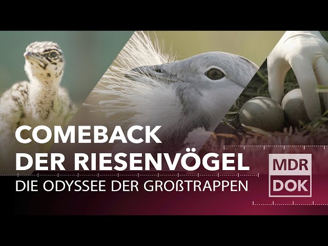 Die Riesenvögel sind zurück!  Die Odyssee der Großtrappen | MDR DOK