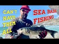 Cant have them all  sea bass fishing cornwall  out for a cast fishingcornwall