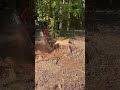 Bandit sg-75 grinding a massive stump #treework #arborist #woodworking #work #stumpgrinding