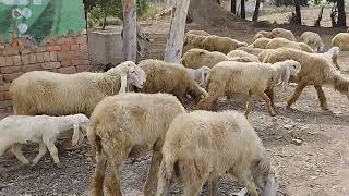 Mornings Are Never Dull With 200 Sheeps Baby At The Kachi Aabadi
