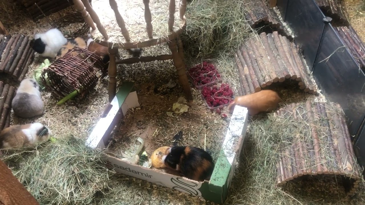 Meerschweinchenfarm Februar 2026