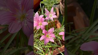 My terrace garden #flowers #terracegarden #pollinators #youtubeshorts