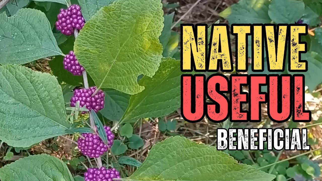 Hidden Benefits of American Beautyberry! YouTube