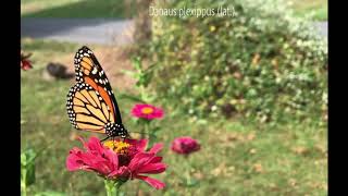 Monarch in a slow motion (September 2019)