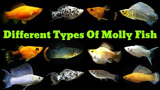 Top 14 Types Of Molly Fish