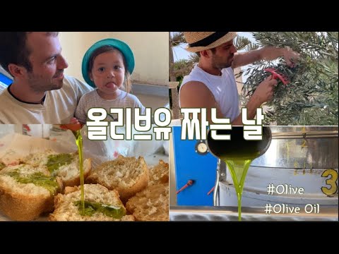 |🇰🇷🇬🇷국제가족| 직접 재배한 올리브따다 올리브유 짜는 날|Olive oil making process|해외일상|해외육아