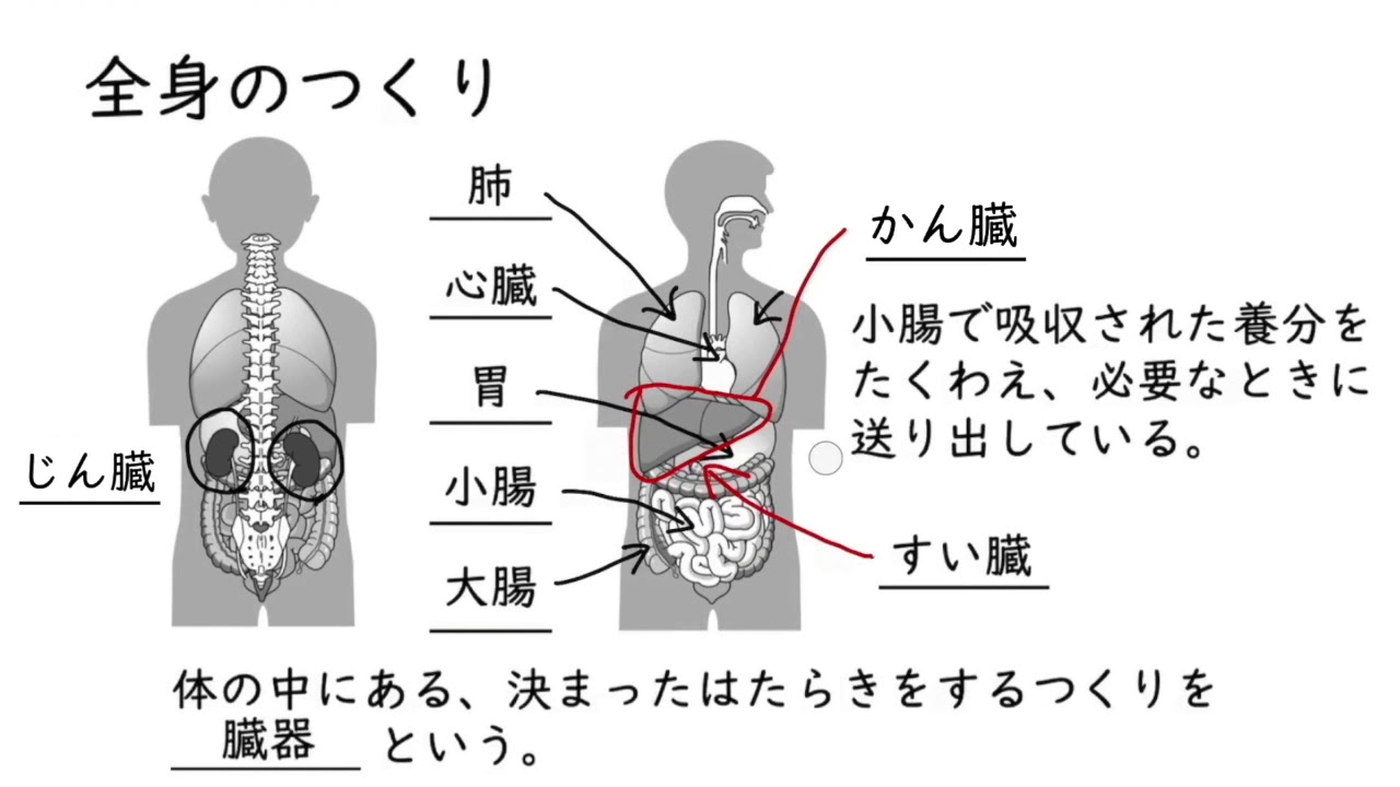 動物の体のつくりとはたらき Ict教材eboard イーボード