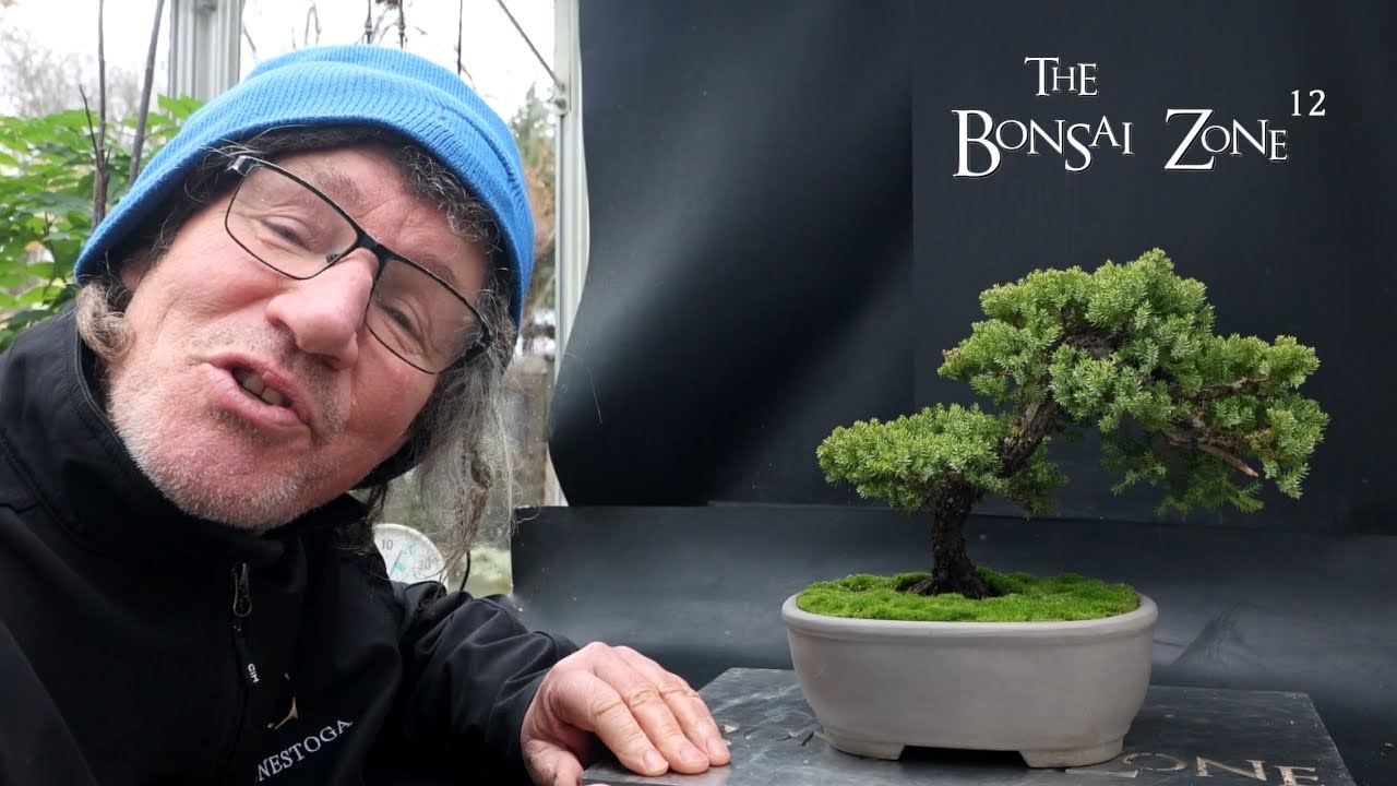 Подробная обрезка можжевельника Джоуи, The Bonsai Zone, ноябрь 2025 г.