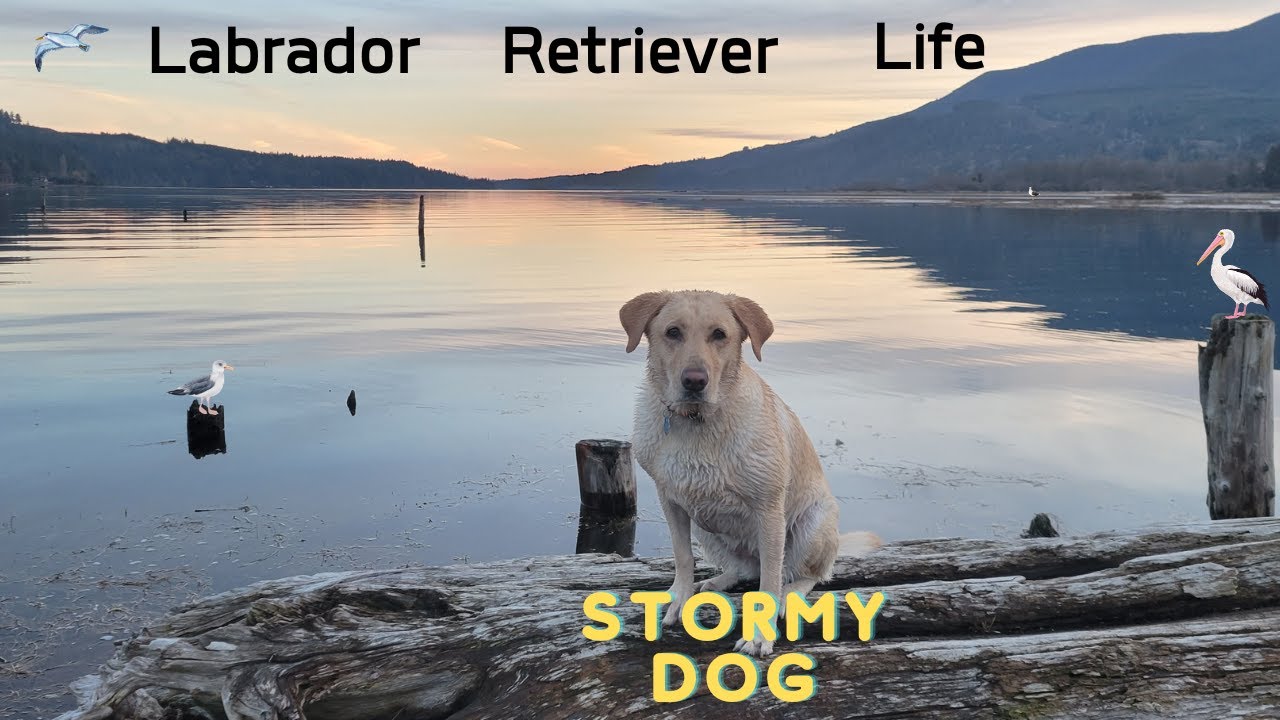 Labrador Retriever Takes a Majestic Swim in Quilcene Bay, Washington