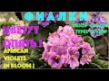 ФИАЛКИ цветут опять! Обзор сортов. African Violets in bloom. Types review.